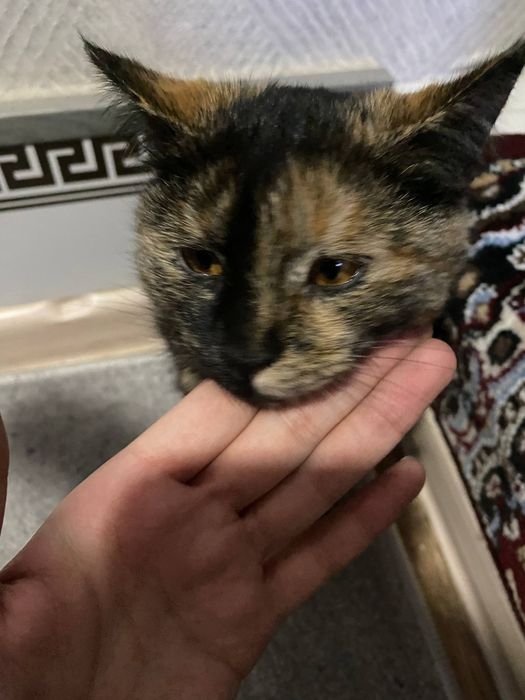 Продается котята