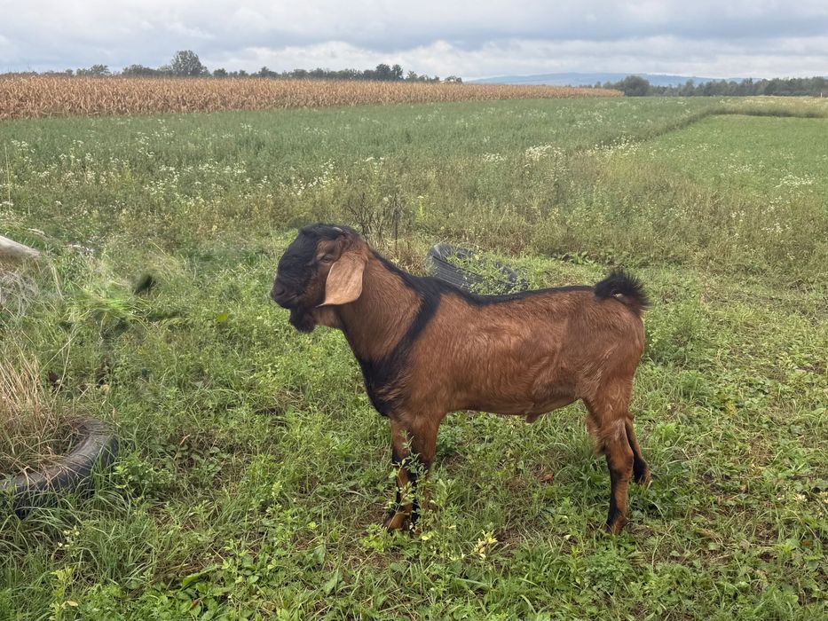 Tap anglonubian tanar