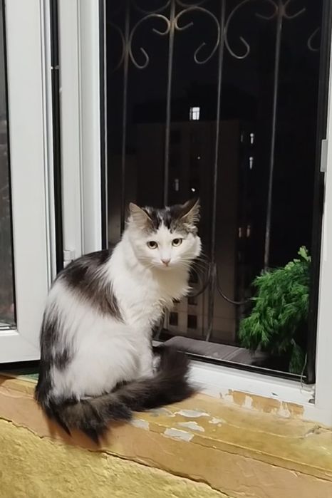 Мими, около года, не стерилизована.