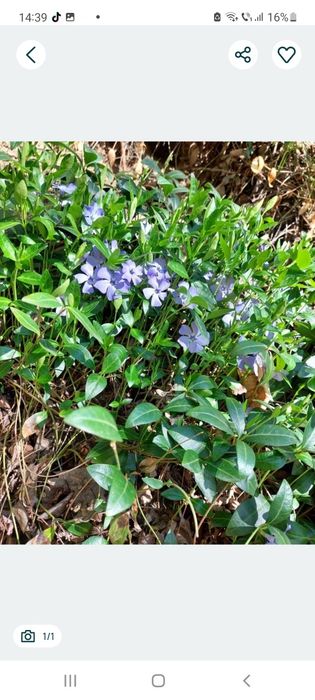 Terase cu vinca minor