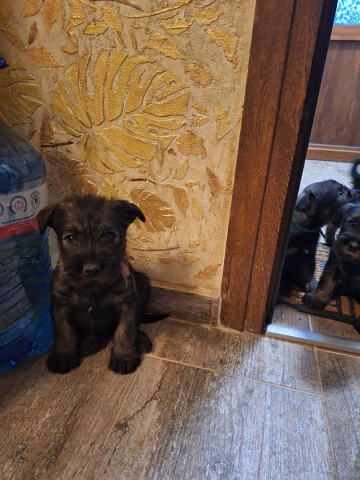 Мител Шнауцер(стандартен)-сол и пипер