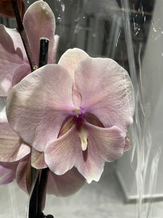 Орхидеи на выбор