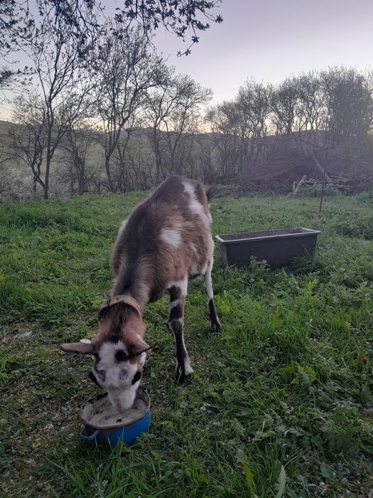 Dau la schimb capră
