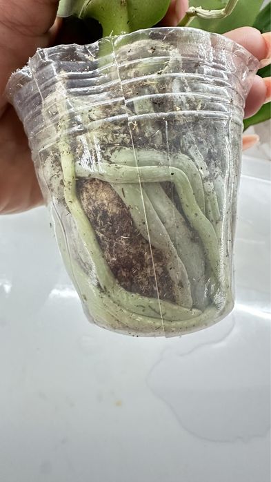 Орхидеи по 2500т ….