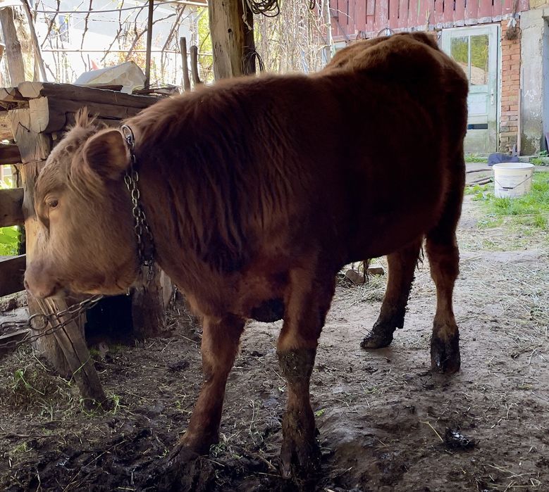 Taur rasa Angus cu Băltată Românească
