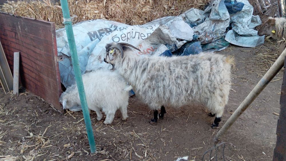 Коза и Козлёнок пацан