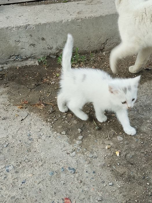 Ищем дом котятам