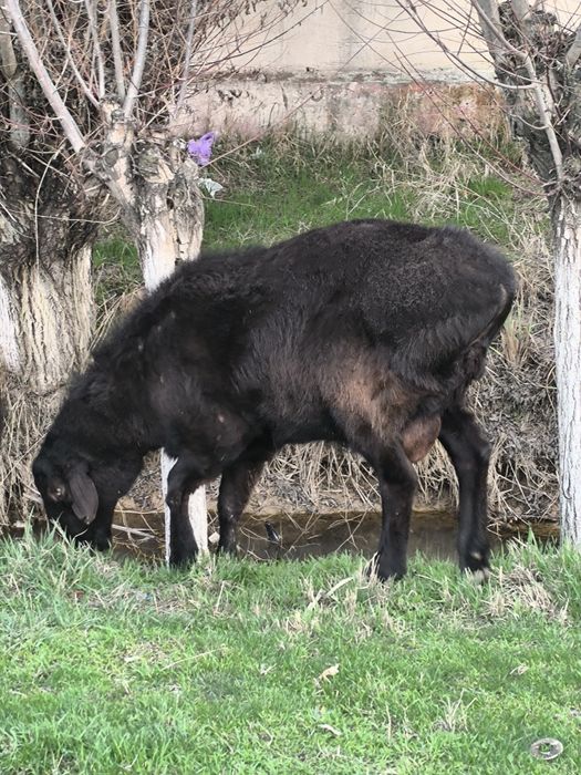 Qochqor qisari sotiladi