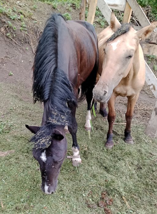 Лошадь Айгыр 3 года будет