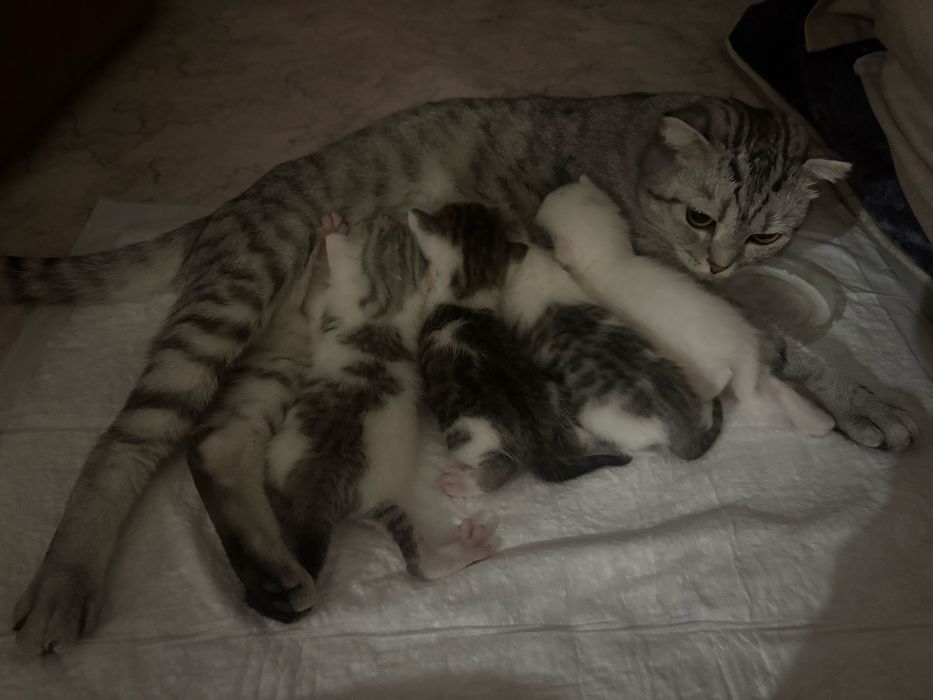 Отдам котят в добрые руки