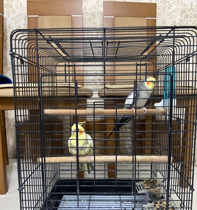 Попугай Карелла . Молодняк