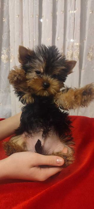 Catei Yorkshire Terier