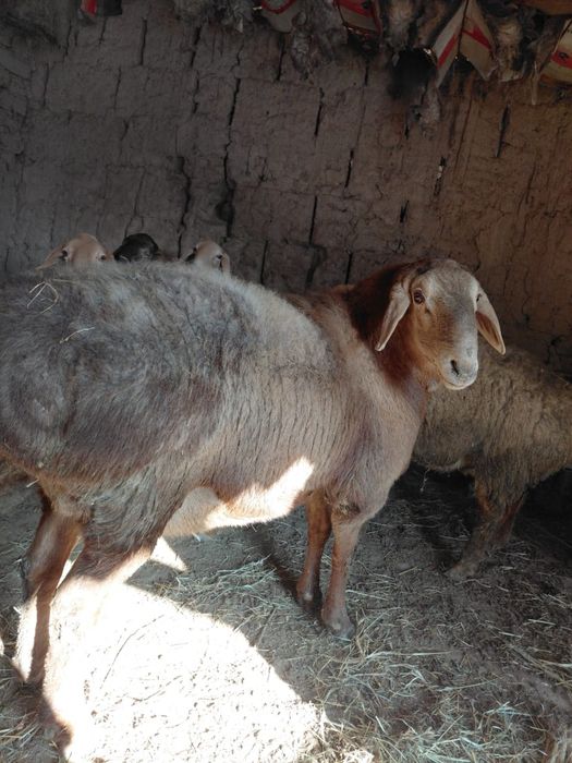 Арашан қойлари сатылады