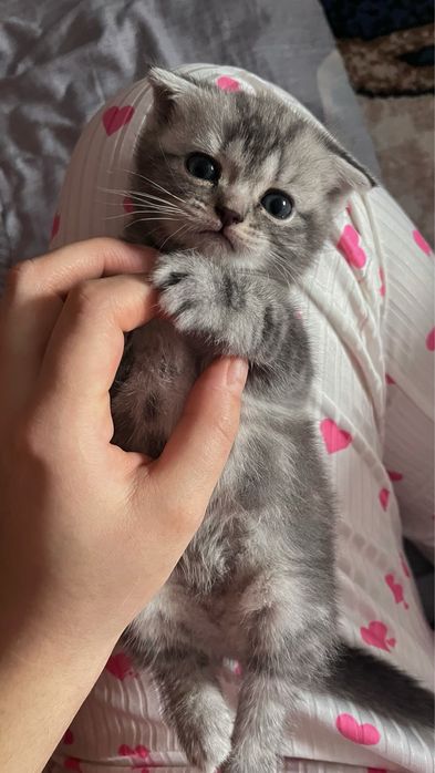 Принимается бронь на котят породы Scottish Fold. Возраст — 1 месяц.