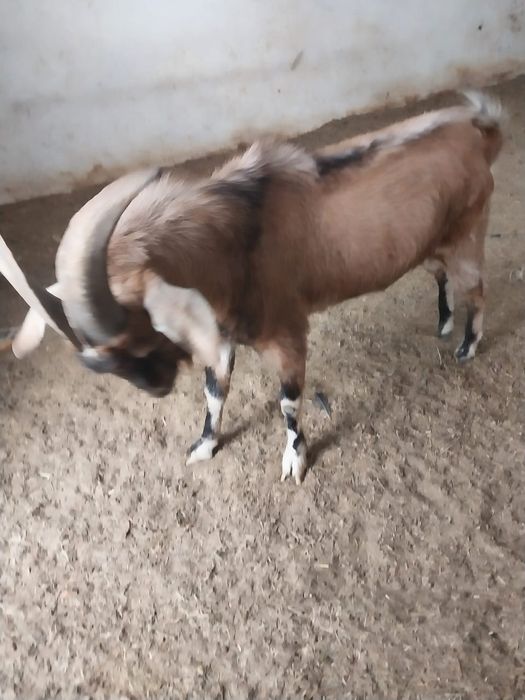 Тоқтыға обмен қараймын