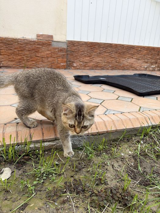 Мушук сотилади узимники уй аллергиям кийнавоти ушанчун сотвоман