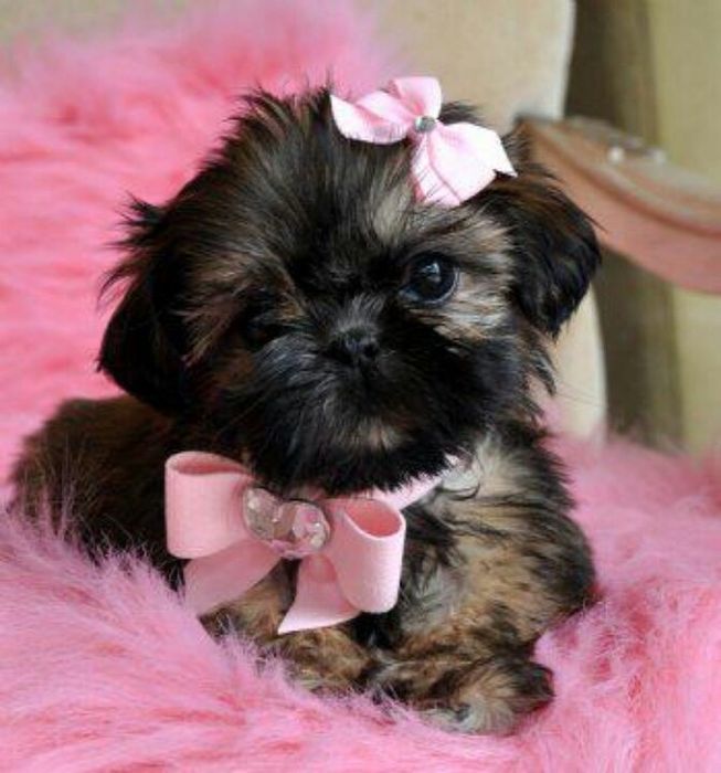 Shih Tzu femela disponibila