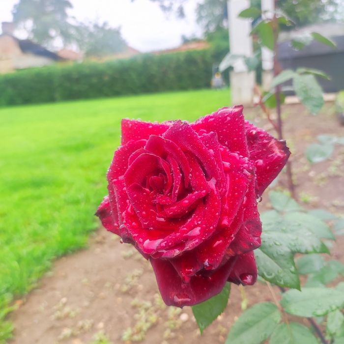 Топ Градинар - Поддръжка на Зелени Площи и Озеленяване!