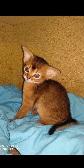 Продается котёнок