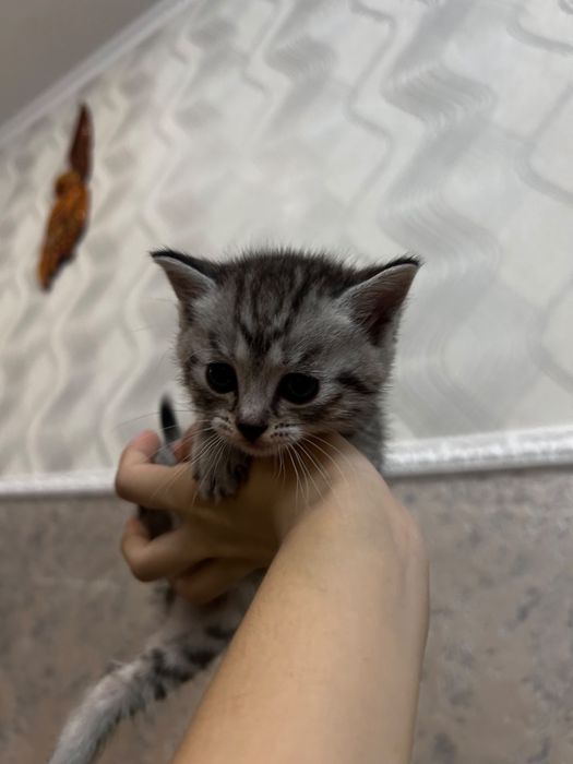 Шотландские котята — мальчик и девочка