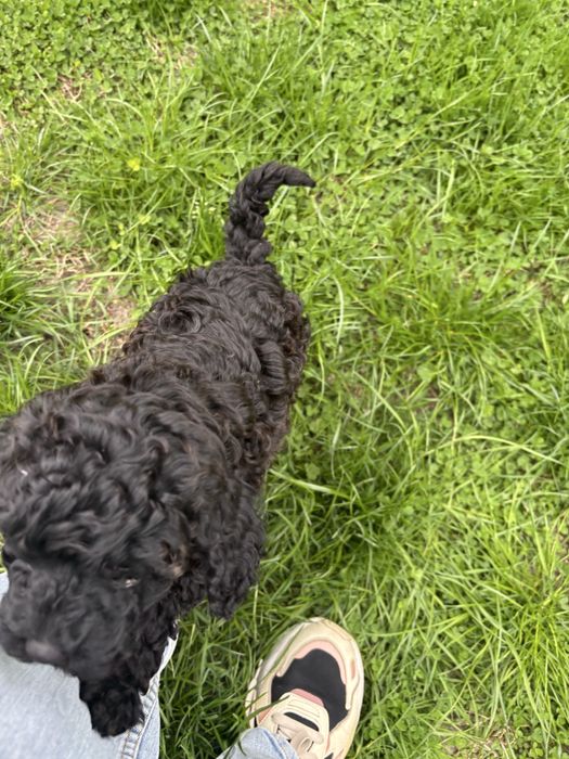 Продават се момче и момиче пуделчета на 55 днн с първа ваксина