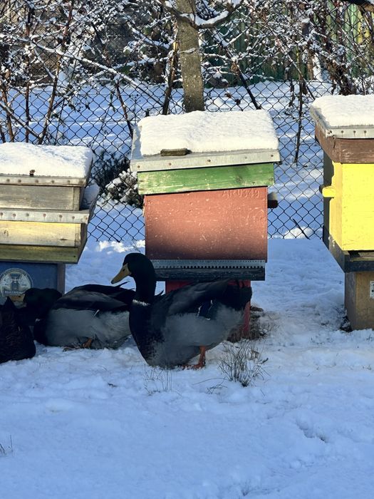 rățoi rasa rouen 2025