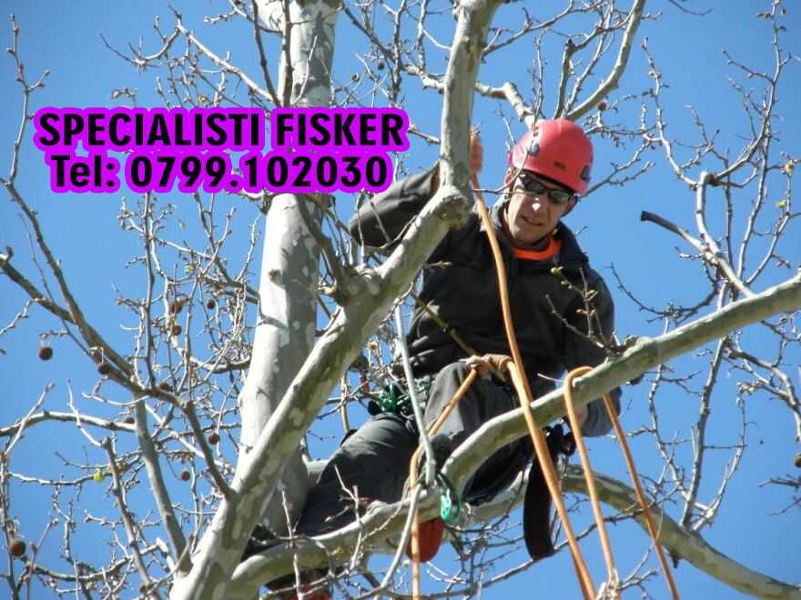 Taiere copaci, toaletare pomi Bucuresti sector tei, brad, nuc evacuare