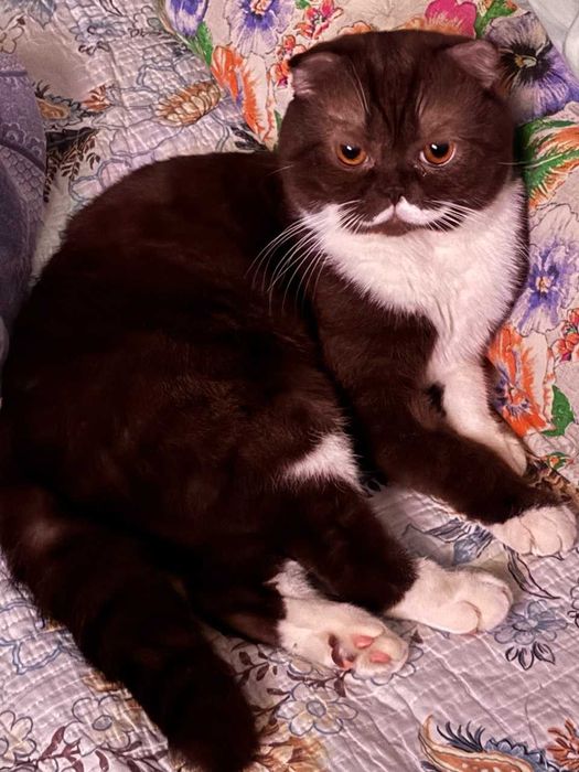 Продаются котята скоттиш фолд веслоухие(загнутые ушки)