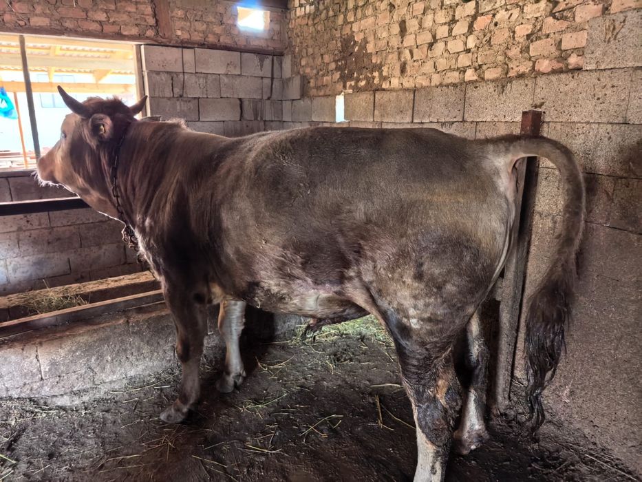 Продается бычок 2 годик