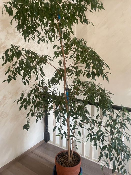 Комнатные цветы срочно!