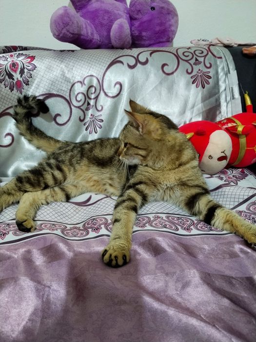 Мысық бар тегін беріледі