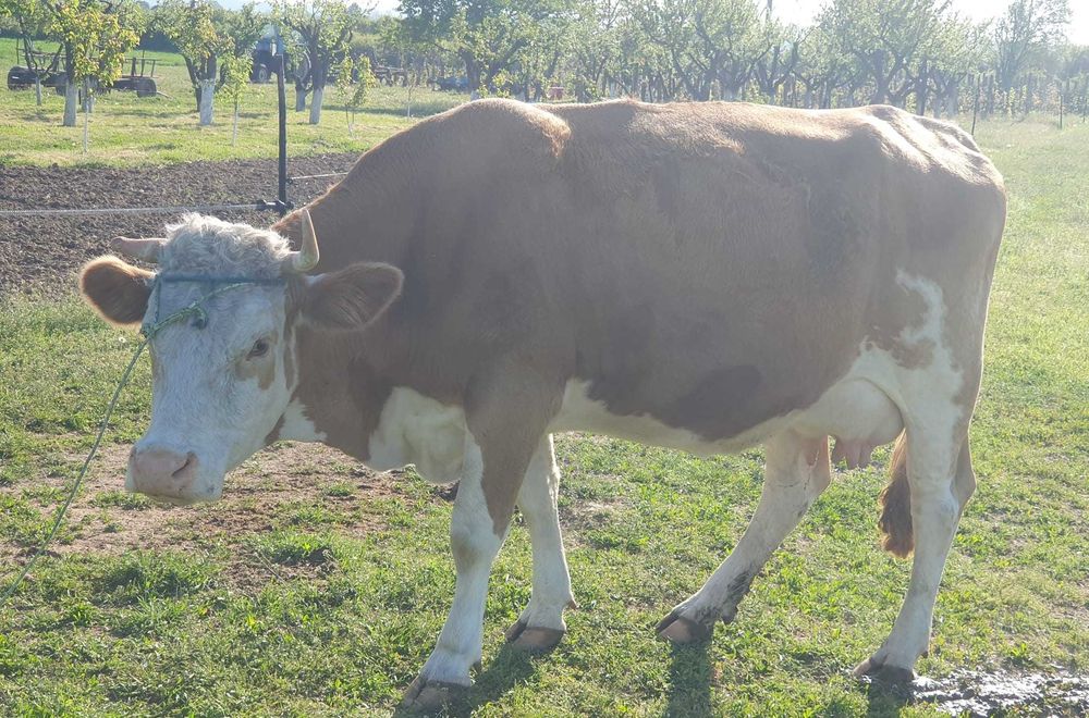 Vand vaca Baltata Romaneasca