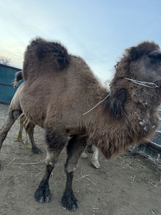 Туйе ургашы 4 туган