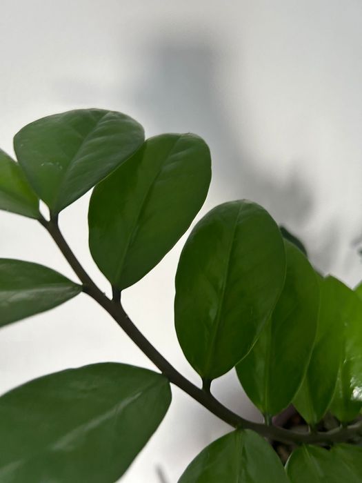 Комнатные цветы. Замиокулькас