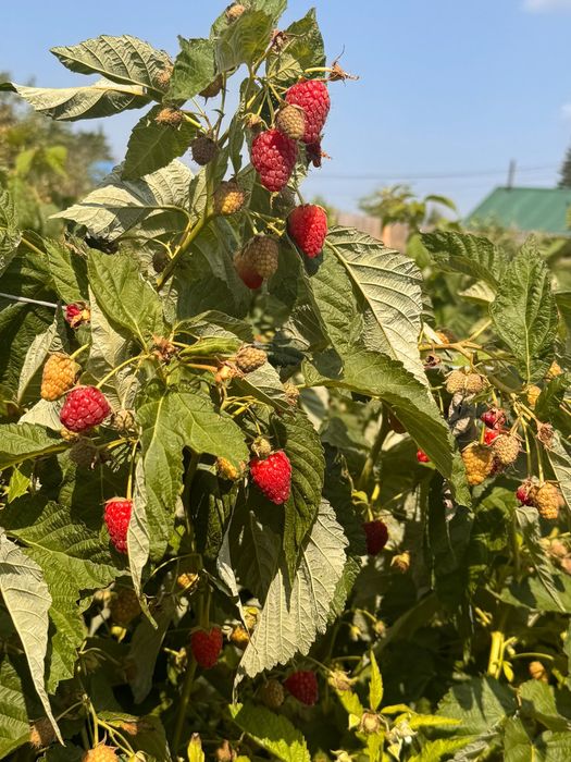 Продам дачную ягоду малину