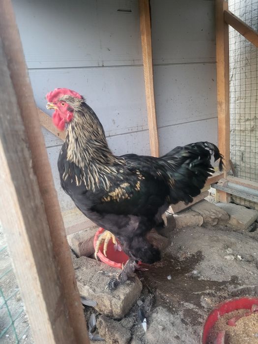 Xoʻroz sotiladi! 1yosh