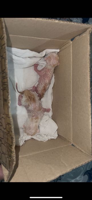 Дам котя (новорожденные)