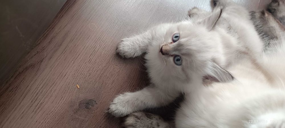 Продам кошку срочно!