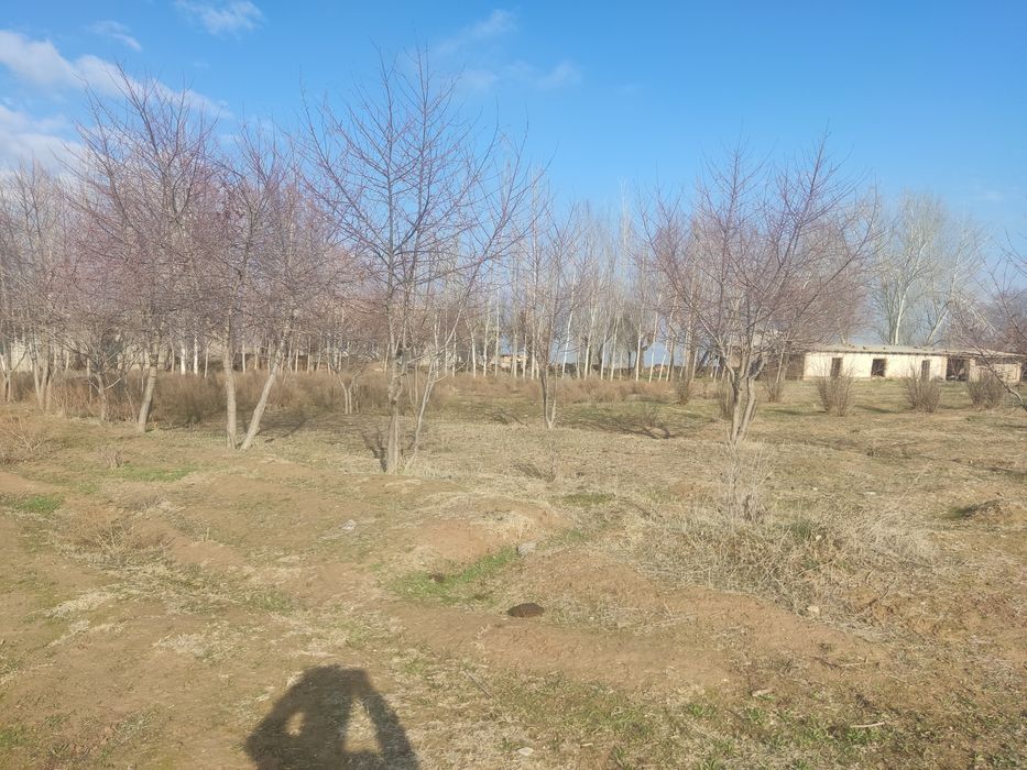 Hokim qarori bor 25soʻtix