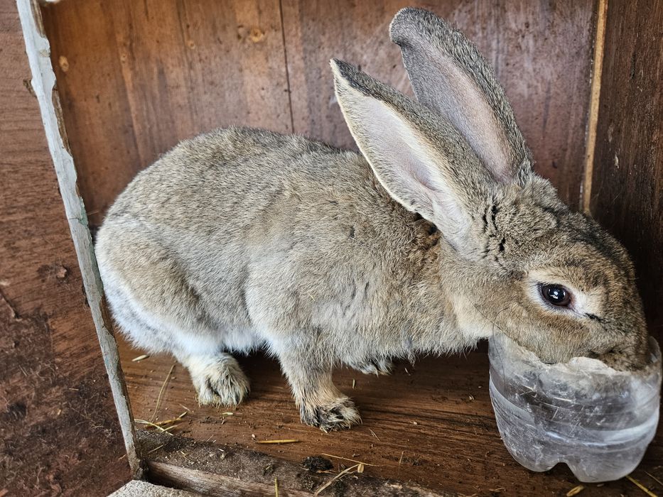 Кролики домашние
