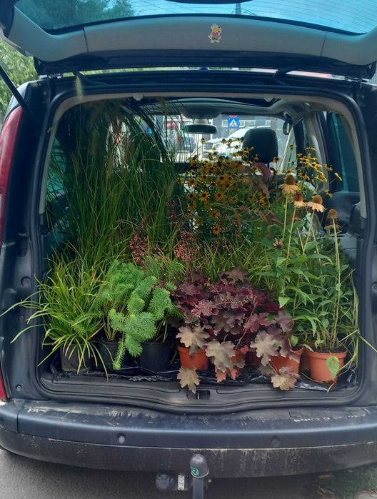 Grădinar dedicat – Îngrijire grădini, amenajare terase, plantări și tratamente plante