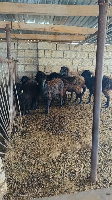 Ұрғашы қой тоқты сатылады.