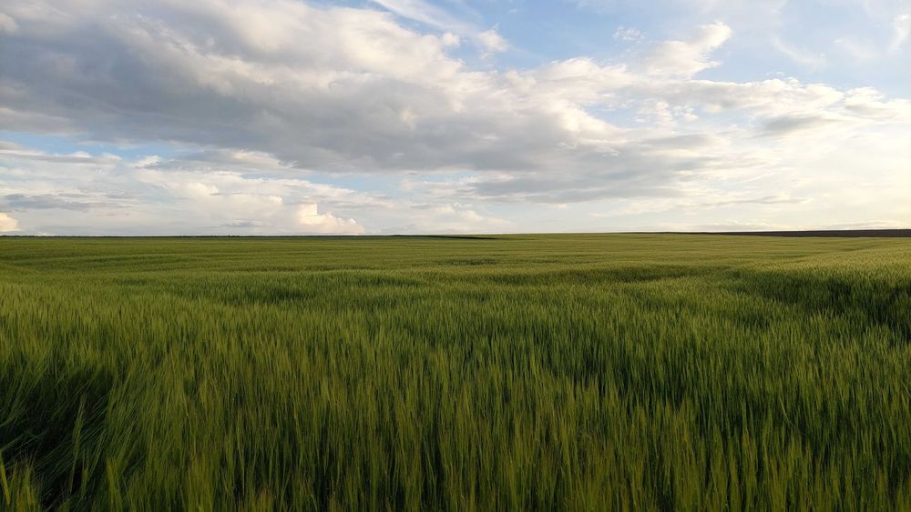 Продавам  лимец -2022