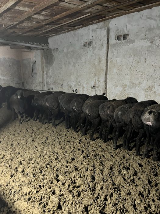 Тоқты қошқарлар сатылады.