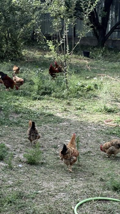 Продам Кучинских юбилейных кур