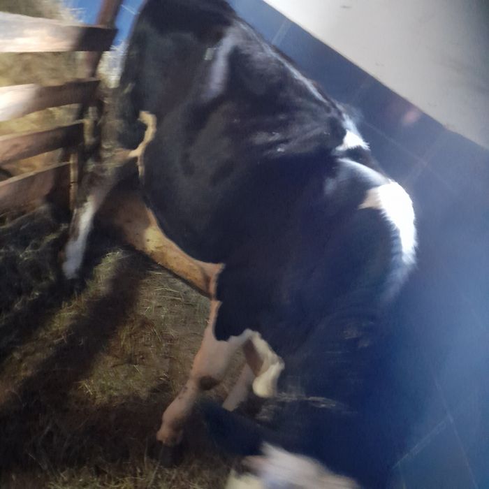 Vând o junincă de un an din rasa BR la prețul de 5700 neg.