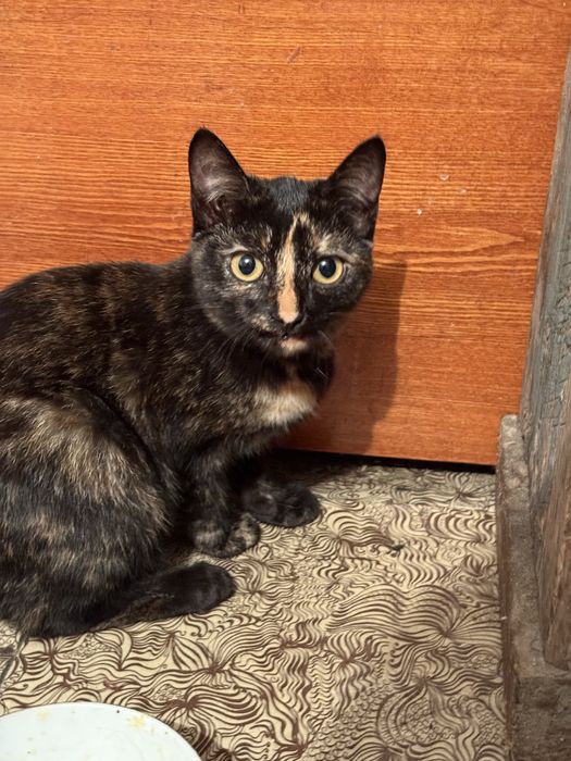 Отдам умных котят в добрые руки