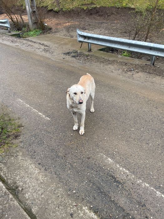 Cățel caută familie adevărată