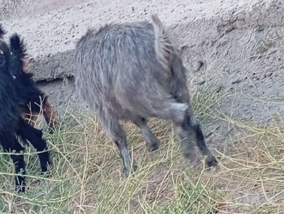 Bo'g'oz echki sotiladi