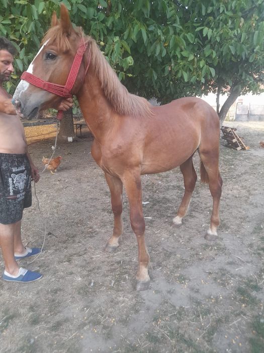 Vând mânz de 1 an și 3 luni